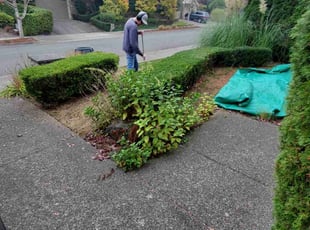 Bush Trimming by Coben Varland for Anil M. in Redmond, WA