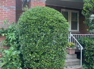 Thomas N.'s Bush Trimming service result