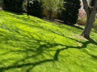 Chris M.'s Yard Cutting service result