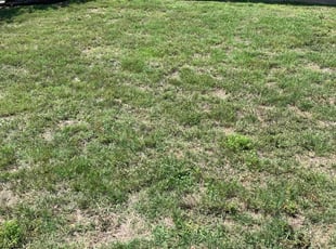 Weeding by Andrew Garza for Kimberly S. in San Antonio, TX