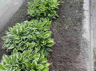 Weeding by Brandon Millard for Kevin G. in Minneapolis, MN