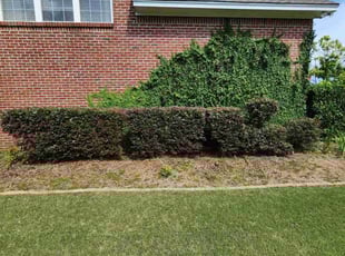 Ruby R.'s Bush Trimming service result