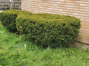 Bush Trimming by Charles Yager for Habiba A. in Buffalo, NY