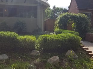 Bush Trimming by Josh Brown for Sarah S. in Denver, CO