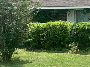 Bush Trimming by Johnnie Spears for Vanisha A. in Baton Rouge, LA