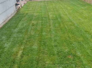 Sarah Z.'s Grass Cutting service result