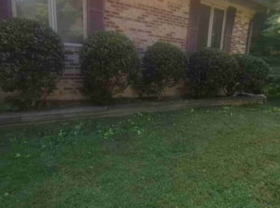 Bush Trimming by Dameatric Taylor for Yvonne H. in Fletcher, NC