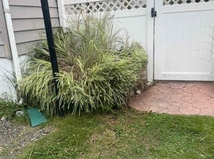Bush Trimming by Nicholas DiEnno for Loretta B. in Gibbsboro, NJ