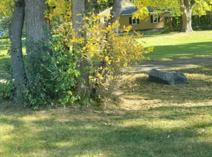 Cleanups by Kyle Anderson for Devin A. in Maplewood, MN