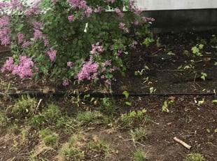 Leaf Removal by Arisbet Cardoza for Ken E. in Grand Rapids, MI