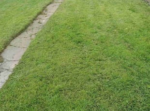 Jacob C.'s Lawn Maintenance service result
