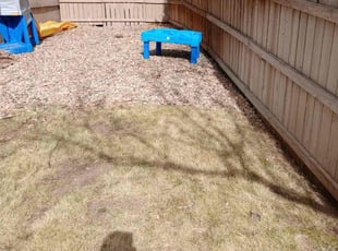 Leaf Removal by Marielis Rojas for Donna G. in Golden, CO
