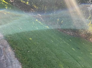Sabrina H.'s Yard Cutting service result