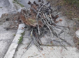 Cleanups by Tiara Hill for Candy D. in Jacksonville, FL