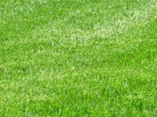 Paul W.'s Grass Cutting service result