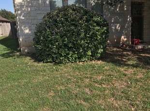 Bush Trimming by Isaiah Fiechtner for Esther B. in Cedar Park, TX