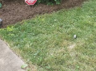 Bush Trimming by John Williams for Tim L. in Charlotte, NC