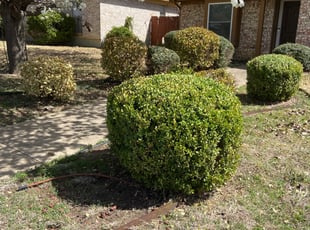 Bush Trimming by Nelson Rhoades for Eric B. in Watauga, TX