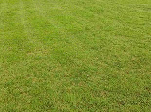 Henri S.'s Yard Cutting service result