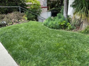 Erica G.'s Lawn Service service result