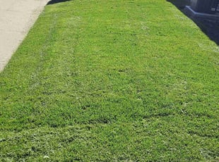 Traci P.'s Lawn Mowing Service service result