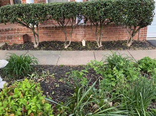 Bush Trimming by Porfirio Jimenez for Darrell K. in Haymarket, VA