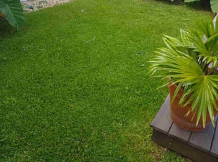 Lesley F.'s Lawn Care service result