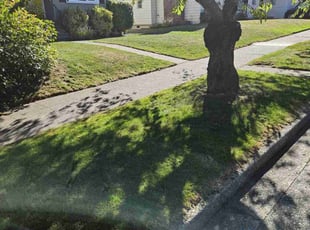 David W.'s Grass Cutting service result