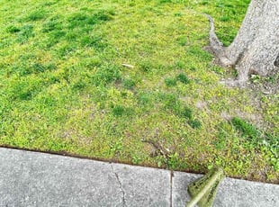 Bush Trimming by Juan Martinez for Melissa H. in Stockton, CA