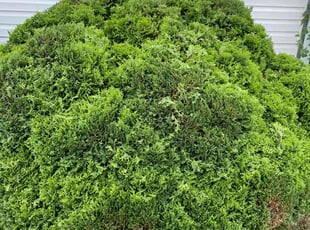 Bush Trimming by Chris Enriquez for Adil A. in Naperville, IL