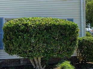 Bush Trimming by Derek Walker for Shirley M. in Virginia Beach, VA