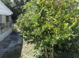 Bush Trimming by Roberto Hernandez for Susan L. in West Palm Beach, FL