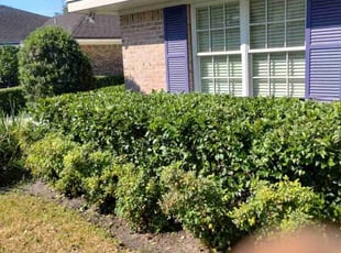Bush Trimming by Nakia Fleming for Rebecca J. in Jacksonville, FL