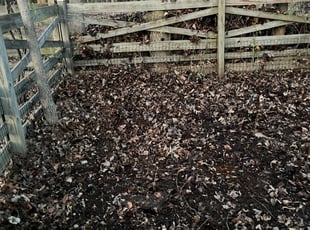Leaf Removal by Jason Scott for Lana S. in Silver Spring, MD