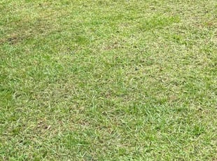 Josefine D.'s Grass Cutting service result