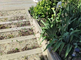 Weeding by Nicole Royster for Jennifer S. in Chesapeake, VA