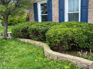 Bush Trimming by Alexander Kauffman for Lori L. in Indianapolis, IN