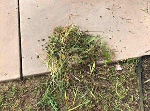 Weeding by Paul Handley for Glenn C. in Sand Springs, OK