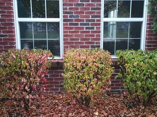 Bush Trimming by Glenn Carter for Praveen V. in Greenwood, IN