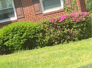 Bush Trimming by Chris Gilliam for Christopher R. in Hampton, VA
