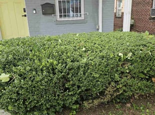 Bush Trimming by Artavius Clark for Allyson C. in Washington, DC