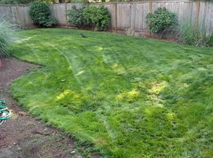 Chang W.'s Lawn Care service result