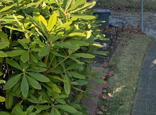 Bush Trimming by Khyrice Dukes for Annette H. in Parkville, MD