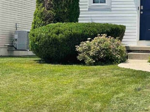 Bush Trimming by Aaron Spradlin for Marquis S. in Dayton, OH