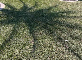 David T.'s Lawn Service service result