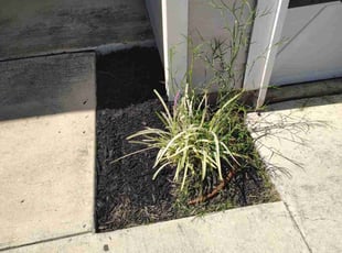 Gustavo S.'s Flower Bed Weeding service result