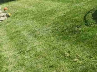 Rob A.'s Lawn Service service result