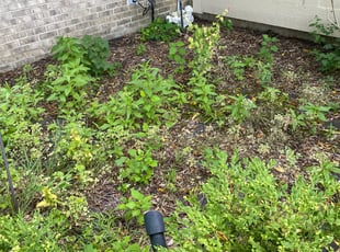 Cleanups by Dirk Allen for Kelsey H. in West Bloomfield Township, MI