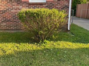 Bush Trimming by Alex Ramirez for Caroline T. in Smyrna, TN