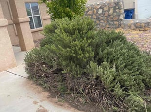 Bush Trimming by Arturo Lopez for Richard H. in El Paso, TX